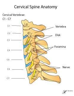 Cervical Spine Anatomy