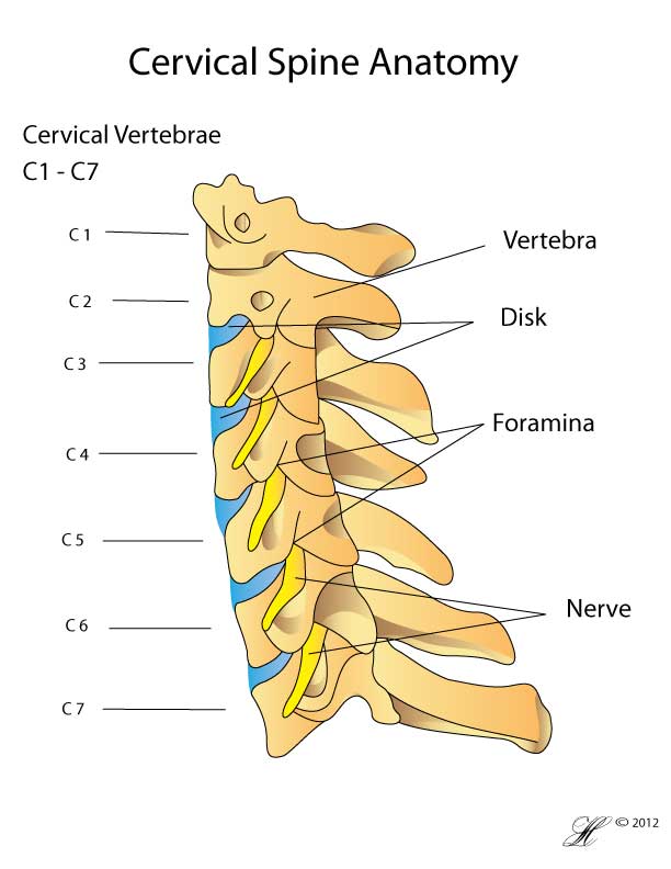 Cervical Fracture - Orthoanswer