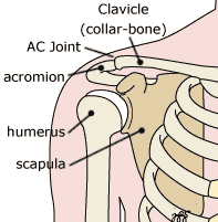 http://www.orthoanswer.org/wp-content/uploads/di-shoulder-bones-label.gif