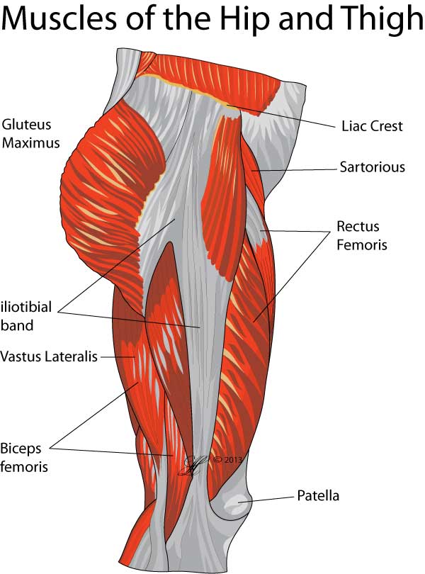 Diagram of the muscles of the hip and thigh from the side, labelling the gluteus maximus, sartorius, rectus femoris, iliotibial band, vastus lateralis and biceps femoris
