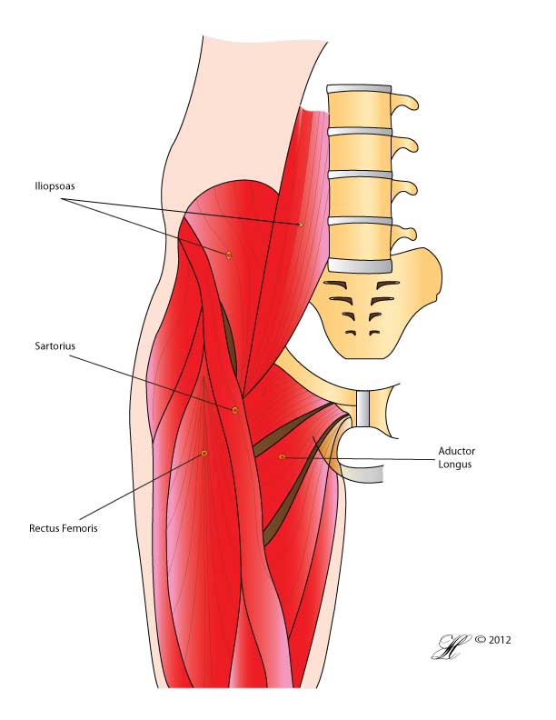 Diagram of the front of the hip and thigh showing the muscles that cross the joint, including the iliopsoas, sartorius, rectus femoris and adductor longus