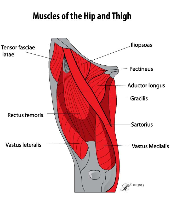 Diagram of the muscles of the hip and thigh, labelling the iliopsoas, pectineus, adductor longus, gracilis, sartorius, tensor fasciae latae, rectus femoris, vastus lateralis and vastus medialis