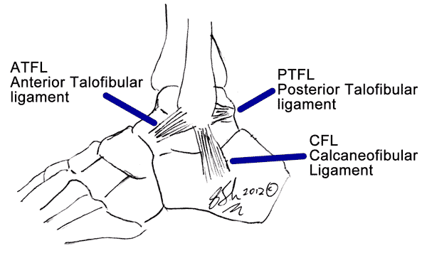 Line drawing of the outside of the ankle labelling the anterior talofibular, posterior talofibular and calcaneofibular ligaments